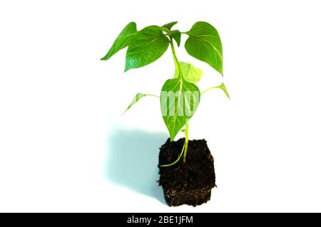 poivrer les semis dans le sol sur un fond blanc isolé Banque D'Images