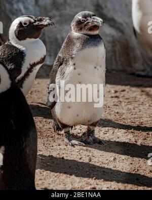 Penguin Spheniscus demersus pied noir Banque D'Images