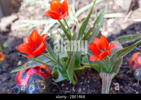 Gros plan de tulipes naines rouges en fleurs (variété de la hotte d'équitation rouge) Banque D'Images