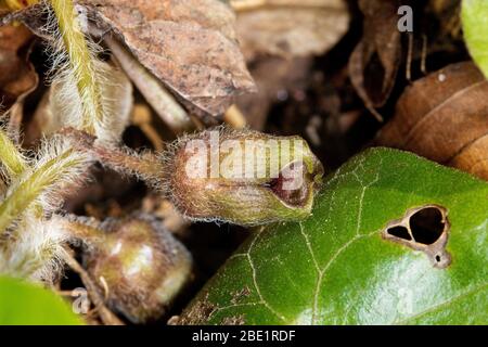 La fleur d'Asarum europaeum, communément appelée asarabacca Banque D'Images