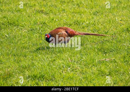 Pheasant regardant la caméra tout en piquant dans l'herbe Banque D'Images