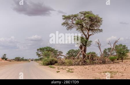 arbre isolé à côté d'une route de terre Banque D'Images