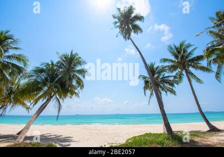 De nombreux cocotiers sur la plage fond mer et ciel à Cabana Beach , Chumphon , Thaïlande. Banque D'Images