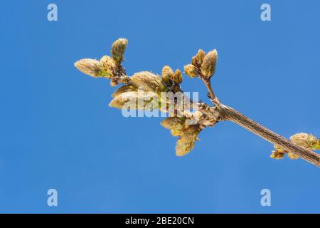 Les boutons de fleurs de wisteria sur fond bleu ciel. ROYAUME-UNI Banque D'Images
