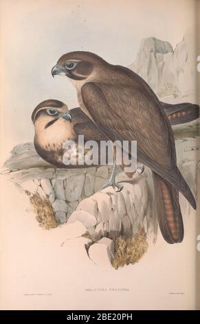 Les oiseaux de l'Australie par John Gould Banque D'Images