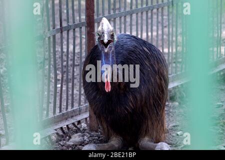 portail de l'Australie sauvage, oiseau de l'uem dans la cage du parc national, foyer sélectif avec fond flou. Banque D'Images