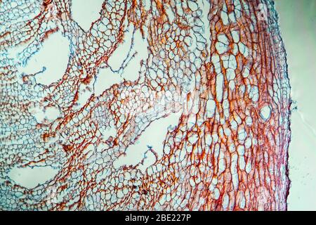 Carotte avec racine sur 100 fois Banque D'Images