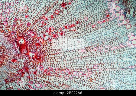 Carotte avec racine sur 100 fois Banque D'Images