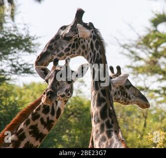 Gros plan d'une Makai Giraffe (Giraffa camelopardalis tippelskirchi) également connue sous le nom de Maasai Giraffe ou Kilimandjaro Giraffe, est la plus grande sous-espèce Banque D'Images