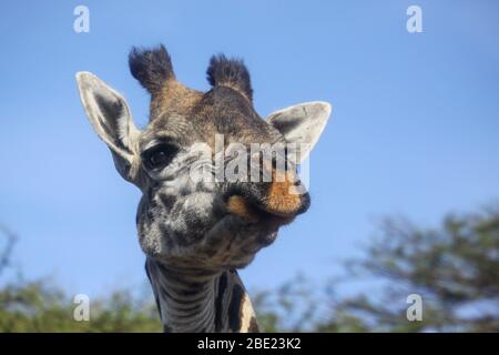 Gros plan d'une Makai Giraffe (Giraffa camelopardalis tippelskirchi) également connue sous le nom de Maasai Giraffe ou Kilimandjaro Giraffe, est la plus grande sous-espèce Banque D'Images