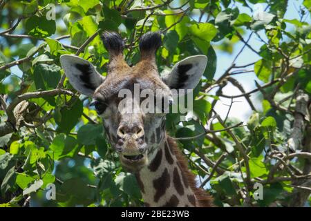 Gros plan d'une Makai Giraffe (Giraffa camelopardalis tippelskirchi) également connue sous le nom de Maasai Giraffe ou Kilimandjaro Giraffe, est la plus grande sous-espèce Banque D'Images