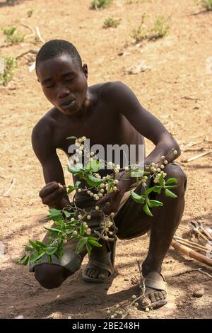 Hadza homme mangeant des baies d'un buisson photographié près du lac Eyasi, Tanzanie, Afrique Banque D'Images