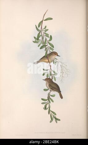 Les oiseaux de l'Australie par John Gould Banque D'Images