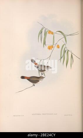 Les oiseaux de l'Australie par John Gould Banque D'Images