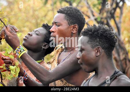 Hadza homme mangeant des baies d'un buisson photographié près du lac Eyasi, Tanzanie, Afrique Banque D'Images