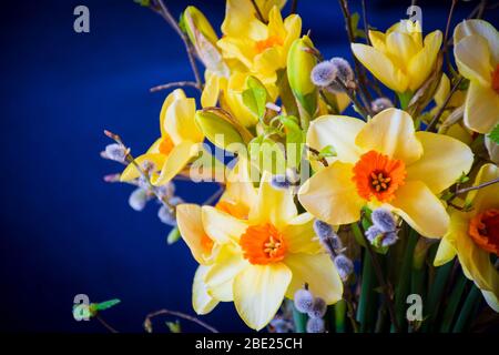 Bouquet de printemps avec jonquilles, bourgeons verts et branches de saules sur fond bleu foncé Banque D'Images