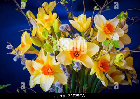 Bouquet de printemps avec jonquilles, bourgeons verts et branches de saules sur fond bleu foncé Banque D'Images