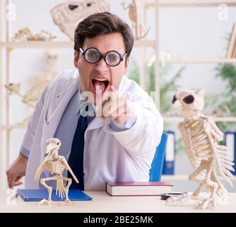 Le professeur fou drôle l'étude de squelettes d'animaux Banque D'Images