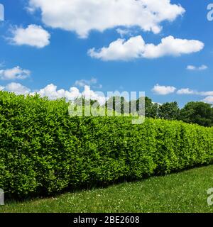 Haies contre le ciel. Géen herbe, haie et ciel incroyable. Banque D'Images