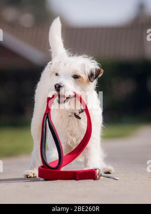 Schtroumpf le chien de spectacle - le Parson Russell Terrier a le record Guinness World pour la plupart des tours en 1 minute. Banque D'Images