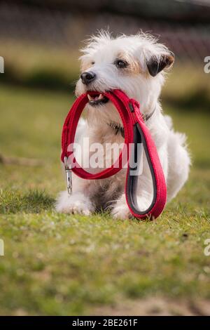 Schtroumpf le chien de spectacle - le Parson Russell Terrier a le record Guinness World pour la plupart des tours en 1 minute. Banque D'Images