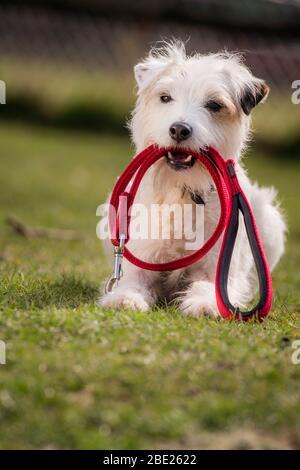 Schtroumpf le chien de spectacle - le Parson Russell Terrier a le record Guinness World pour la plupart des tours en 1 minute. Banque D'Images