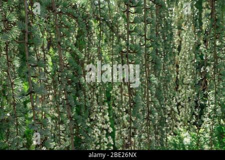 Fond de jeune arbre de conifères naturellement parfait. Sombre et sombre. Toile de fond pour votre conception. Banque D'Images