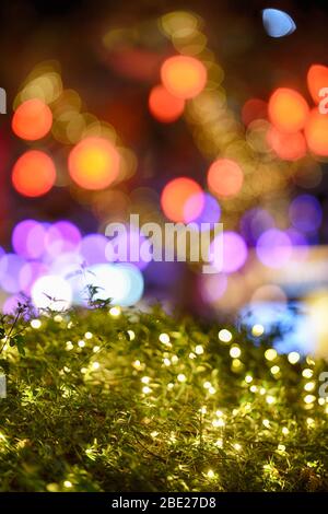 Branche verte éclairée devant le défocused, avec de beaux cercles lumineux colorés à effet bokeh. Banque D'Images