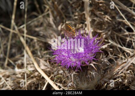 Papillon Argus brun sur fleur de chardon violet entouré de lames d'herbe marron et sèche Banque D'Images