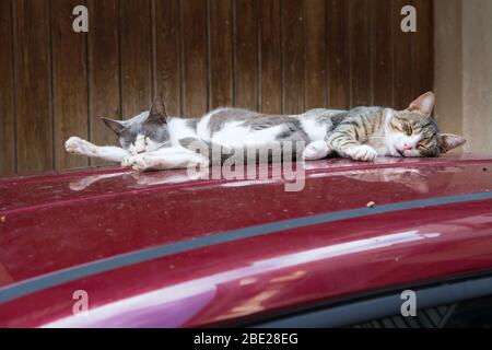 Chats sur le toit de voiture bain de soleil Banque D'Images