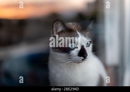 yeux bleus chat noir et blanc penchant sur la fenêtre où le coucher du soleil se reflète, regarder dehors Banque D'Images
