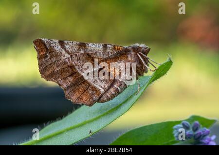 Début de la Moth Thorn ( selenia dentaria) dans un jardin norfolk, au Royaume-Uni Banque D'Images