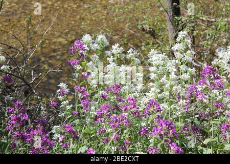 Fleurs d'honnêteté sauvage Banque D'Images