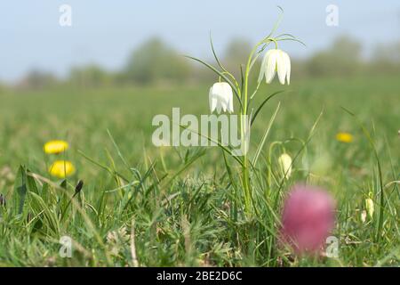 Lugg Meadow, Hereford, Herefordshire, Royaume-Uni - Samedi 11 avril 2020 - les rares plantes fritillaires sauvages fleuissent dans le soleil chaud de printemps de Pâques samedi sur la rivière Lugg inondation pré près de Hereford y compris la variante de Snake's Head Fritillaria meleagris. Datant de l'époque précédant le Livre de Domesday, Lugg Meadow est l'un des plus importants Lammas Meadow (prairies communes ouvertes pour le pâturage communal le jour de Lammas, le 1 août) au Royaume-Uni. Les températures locales vont atteindre un pic à 24 °C aujourd'hui. Photo Steven May / Alay Live News Banque D'Images