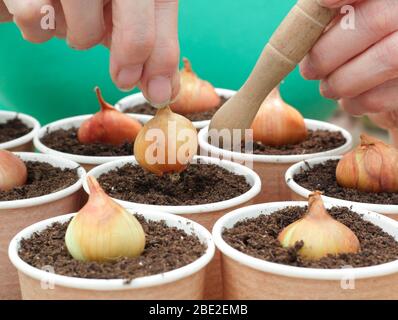 Allium cesp var. Aggregatum 'Golden Gourmet'. Planter des ensembles d'échalotes dans des tasses compostables réaffectées et réutilisées Banque D'Images