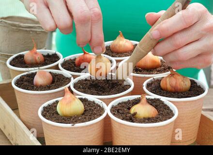 Allium cesp var. Aggregatum 'Golden Gourmet'. Planter des ensembles d'échalotes dans des tasses compostables réaffectées et réutilisées Banque D'Images