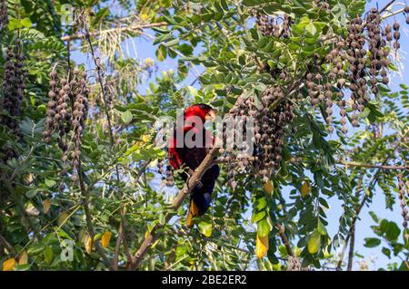 Perroquet coloré sur la branche de l'arbre de Kowhai. Conservateur à capuchon noir (Lorius lory). Raja Ampat, Indonésie Banque D'Images