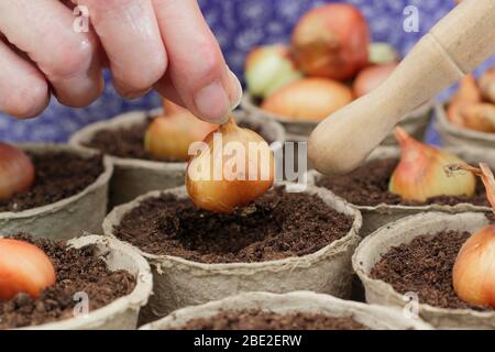 Allium cesp var. Aggregatum 'Golden Gourmet'. Planter des ensembles d'échalotes dans des pots biodégradables à l'aide d'un dibber. ROYAUME-UNI Banque D'Images