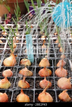 Allium cesp var. Aggregatum 'Golden Gourmet'. L'arrosage des échalotes a commencé dans les modules. Banque D'Images