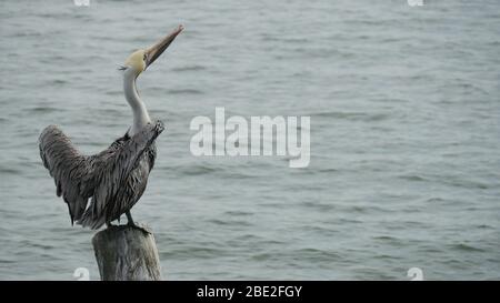 Un pélican brun ( Peleacanus occidentalis) qui étire ses ailes sur le quai 60 à Clearwater Beach, en Floride Banque D'Images