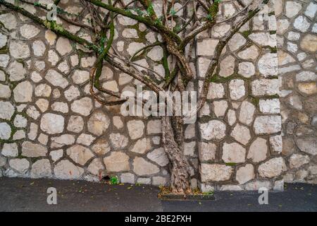 Les racines des arbres poussent le long du mur de briques Banque D'Images