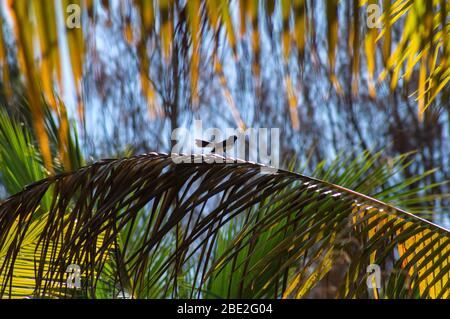 Petit oiseau Willie Wagtail (Rhipidura leucophrys) entouré de feuilles de palmier en journée d'asunny. Raja Ampat, Indonésie Banque D'Images