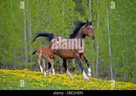Bay Arabian Mare avec Foal courir ensemble dans un pré de fleurs Banque D'Images