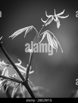 De nouvelles feuilles ont pris vie sur un arbre Acer au printemps. Les pousses vertes poussent à partir d'une branche violette, éclairée naturellement par le soleil. Banque D'Images