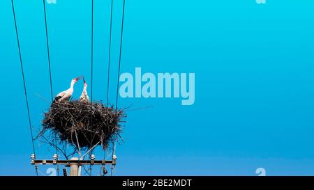 Stork retournant à leurs nids au printemps. Banque D'Images