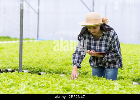 Femme paysanne vérifiant le légume hydroponique dans la ferme Banque D'Images