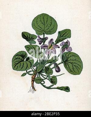 'Violette' (Viola) planète de botanique tiree de 'Atlas colorie des plantes médicaless' de Paul Hariot, 1900 (plaque botanique des plantes médicinales) Co Banque D'Images