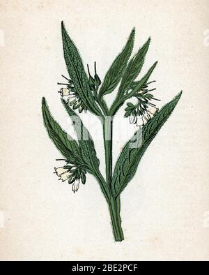 'Grande concoude' (Symphytum officinale) (comfrey commun ou véritable comfrey ou consound) planète de botanique tiree de 'Atlas colorie des plantes medicin Banque D'Images