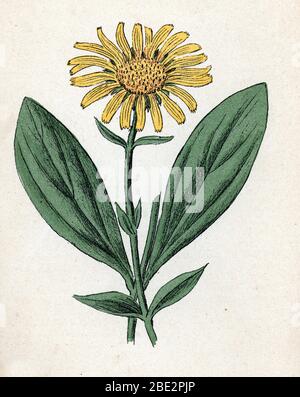 Collection p 'Arnica' planète de botanique tiree de 'Atlas colorie des plantes médicaless' de Paul Hariot, 1900 (plaque botanique des plantes médicinales) Banque D'Images