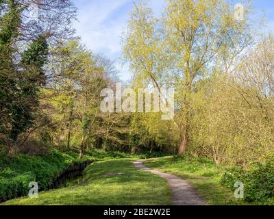 BIDEFORD, NORTH DEVON, ANGLETERRE - APRIL7 2020: Vue de la réserve naturelle locale de la vallée de Kenwith, LNR, et parc communautaire au printemps. Calme sur cette belle Banque D'Images